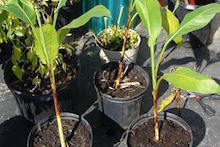 Banana plants